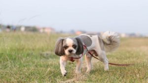 Shaved Shih Tzu with leash running in a field.