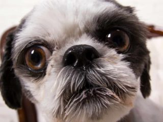Close up face of a Shih tzu. Large brown eyes black nose white face and black ears.