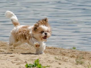 Tan and white Shih Tzu running on a beach next to the water