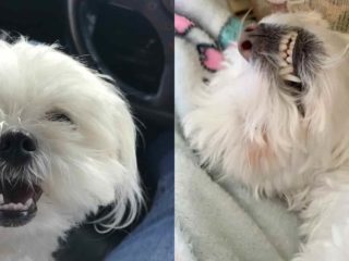 Two pictures both white Maltese dogs with their mouths open showing their teeth.