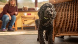 Black Cockapoo standing next to a chair looking away from its owner who’s sitting in another chair in the background.
