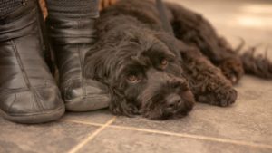 Dark brown Cockapoo lying at the feet of its owner on the tile ground.