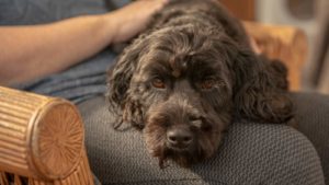 Dark brown Cockapoo lying on its owner who’s sitting in a wicker chair.