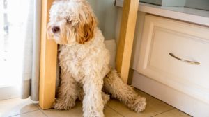 Light brown Cockapoo sitting at a window on tile in front of a drawer.