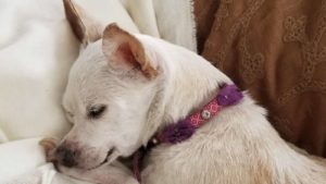 White Chihuahua with a pink collar sleeping on a couple of pillows.