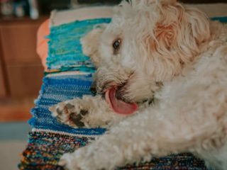 White Cockapoo licking its arm while lying down on a blanket.