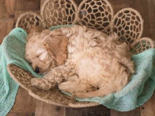 Light brown Cockapoo sleeping in a basket with a teal blanket.
