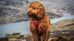 Brown wet Cockapoo on a mountain with a scenery background.