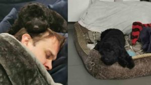 Black Cockapoo sleeping on a humans head and on a doggy bed in the second picture.
