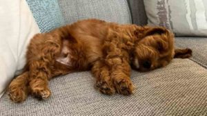 Brown Cockapoo sleeping on a grey couch with some pillows.