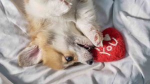 White Corgi lying on a bed with white sheets holding and biting at a toy heart that says I heart you