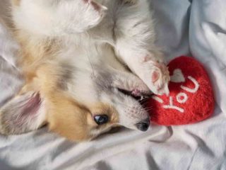 White Corgi lying on a bed with white sheets holding and biting at a toy heart that says I heart you