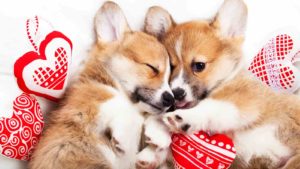 Two brown and white Corgis lying on a bunch of red heart pillows.