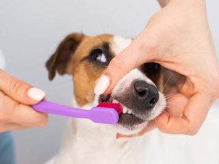 Brown and white Jack Russell Terrier getting its teeth brushed by a human.