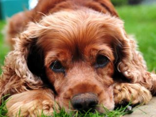 Reddish brown Cocker Spaniel lying in the grass looking at camera with puppy dog eyes.