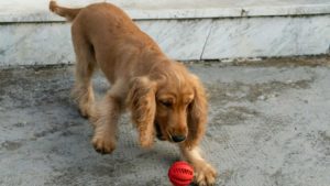 Light brown Cocker Spaniel playing with red ball on sidewalk.