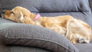 Light brown Cocker Spaniel sleeping on a grey couch.