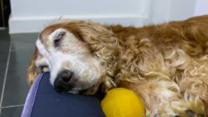 Light brown Cocker Spaniel sleeping on a doggy bed.