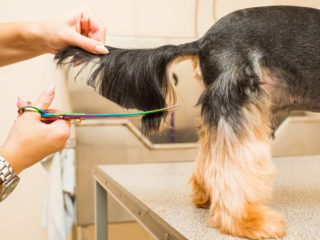 Brown Yorkshire Terrier standing on a table getting its tail groomed.