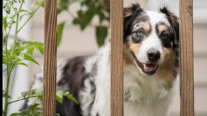 Dark Brown and white Australian Shepard looking through an outdoor railing with some plants in the background.