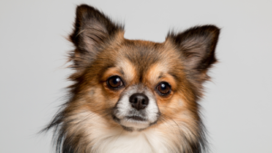 Brown long haired Chihuahua looking at camera grey background.