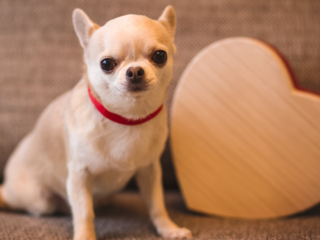 Light brown Chihuahua looking at camera sitting on the couch next to a big wooden heart that’s in the background.