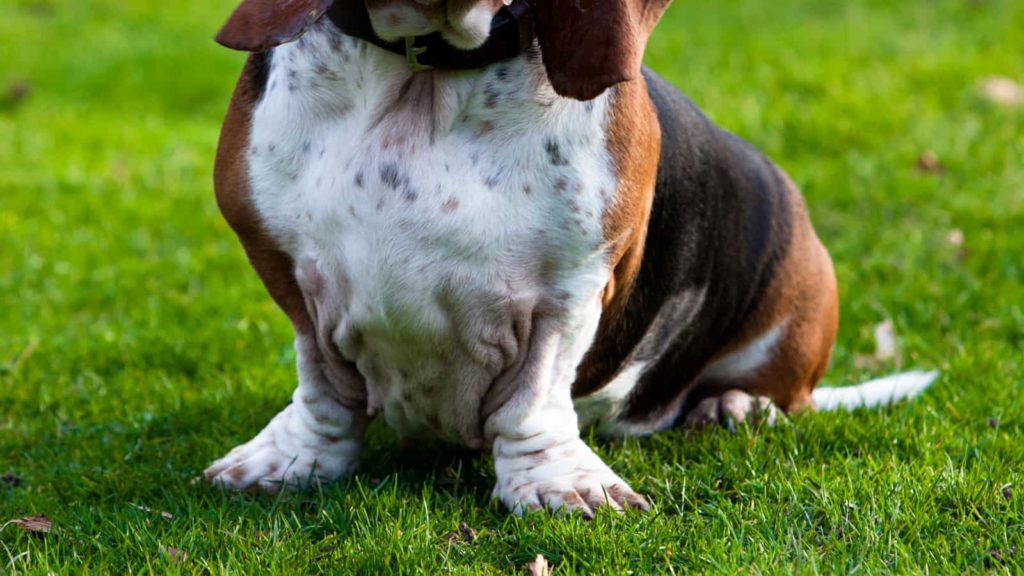 Basset Hound Paws Complete Guide (Size Problems, Duck Feet)