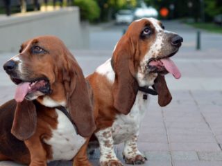Two brown and white Basset Hounds outside sitting on brick wackway