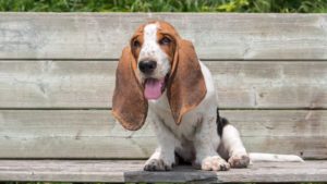 Brown and white Basset Hound sitting outside on a bench with its tongue sticking out.