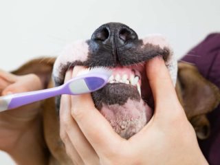 Human brushing Basset Hounds teeth with a purple toothbrush.