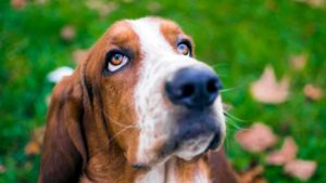 Brown and white Basset Hound closeup outside.