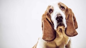 Brown and white Basset Hound looking at camera whining. White background.
