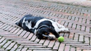 Black and white Basset Hound lying down on the brick road with a tennis ball