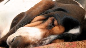 Brown and white Basset Hound sleeping on a pillow.