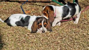 Two black brown and white Basset Hound puppies outside on the grass and leaves.