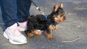 Black and brown Yorkshire Terrier/Yorkie Mix being walked on a black leash by owner wearing pink and white shoes.