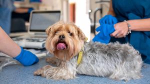 Grey and brown Yorkshire Terrier Yorkie mix lying on table at vet.