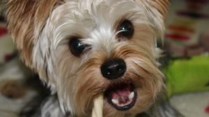 White and brown Yorkshire terrier yorkie mix chewing a dog treat looking at camera.