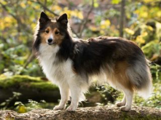 Black brown and white Shetland Sheepdog standing on a log outside in the woods.
