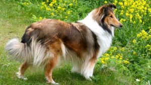 Brown and white Shetland Sheepdog standing in a field of yellow flowers.