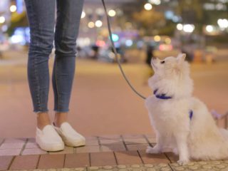 White Pomeranian sitting on the sidewalk looking up at owner who is walking the dog.