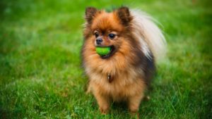 Pomeranian playing with a green ball in the grass.