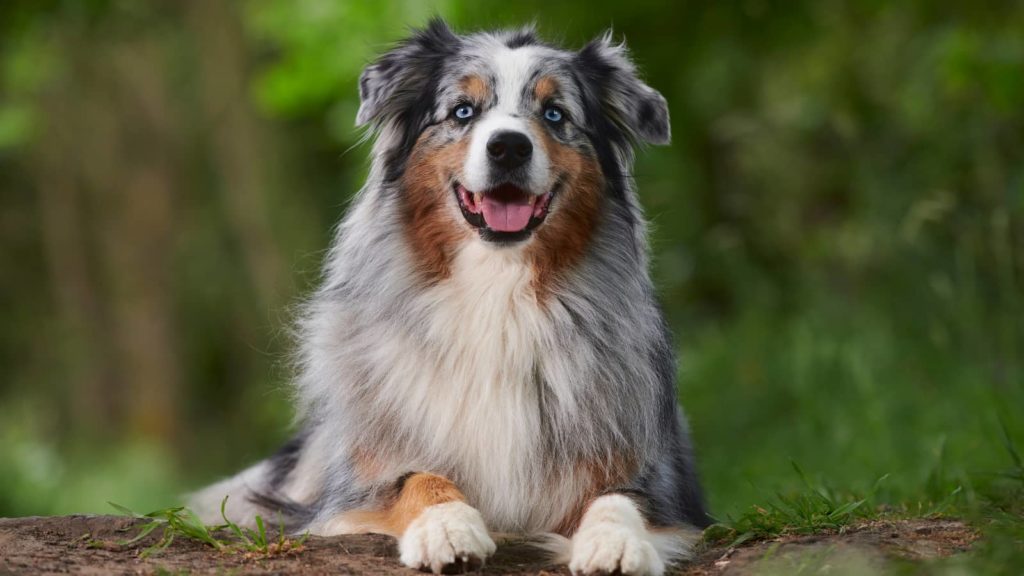 Cost to Groom an Australian Shepherd (Owners Surveyed) | Paws and Learn