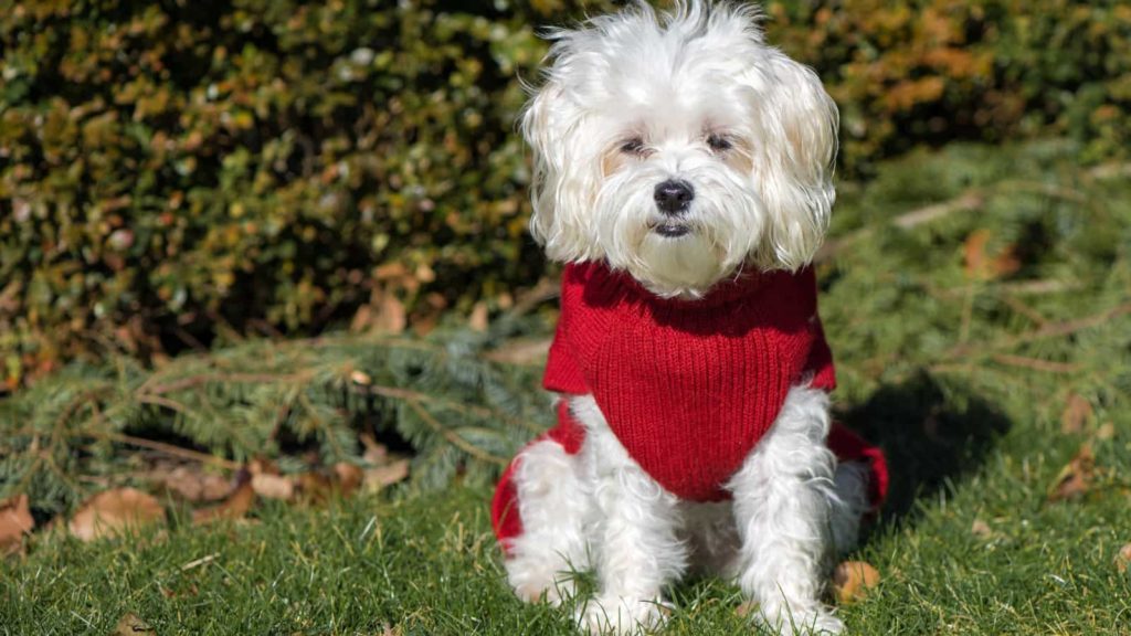 Why Does My Maltese Shake, Shiver & Tremble? | Paws and Learn