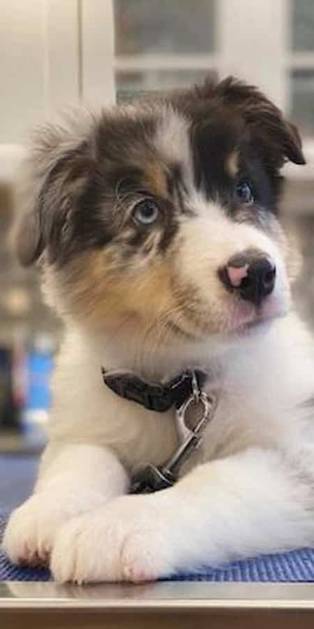 Australian Shepherd Puppy with large paws. 