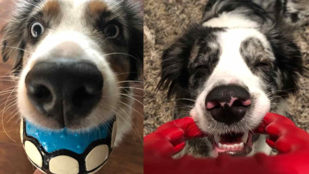 Australian Shepherd smiling on left with fake teeth in mouth. Australian Shepherd holding red toy in teeth on right. 