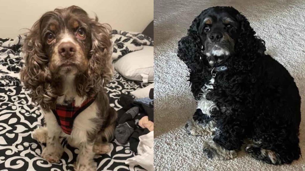 Cocker Spaniel Curly Hair (With Pictures From Owners!) – Paws and Learn