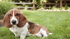 Basset hound sitting in grass