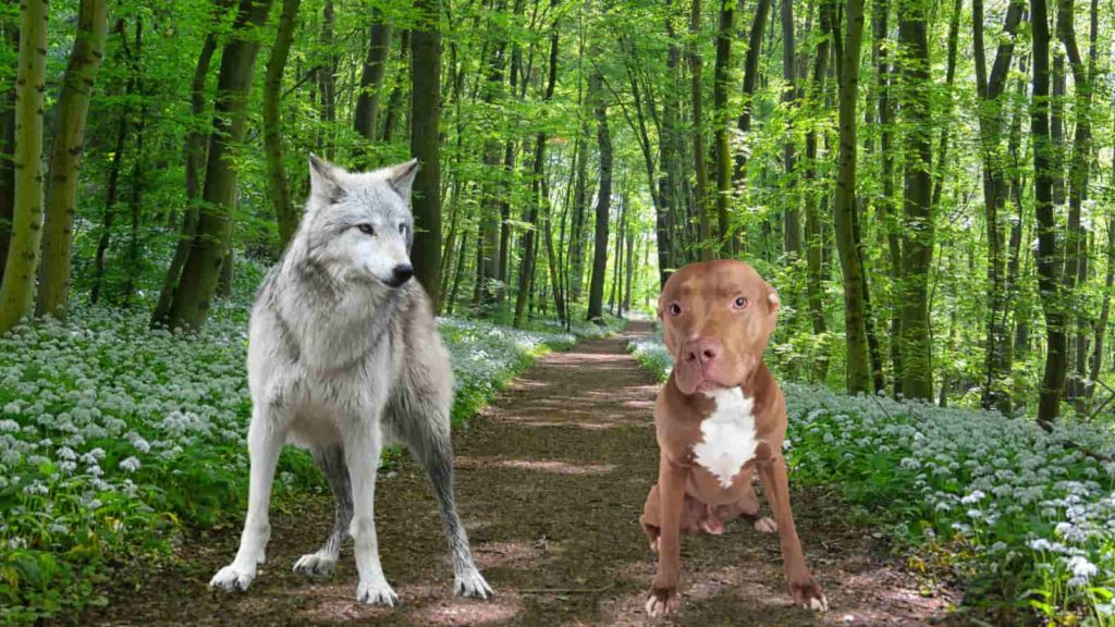 pitbull mix with wolf