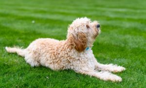 cream colored Cavapoo laying on grass looking up